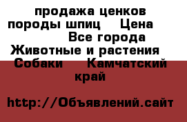 продажа ценков породы шпиц  › Цена ­ 35 000 - Все города Животные и растения » Собаки   . Камчатский край